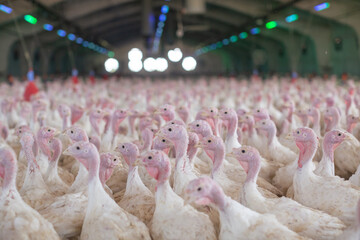 Wall Mural - turkey farm. turkey close-up. turkey rearing concept