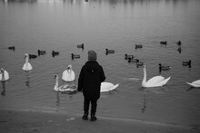 A Man Stands Near A Lake And Feeds Swans And Ducks.