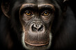 Portrait of a wild monkey, chimpanzee on a black background, generative ai