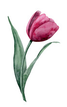 Watercolor Pink Tulip On Isolated Background. Hand Drawn Floral Illustration For Greeting Cards Or Invitations. Botanical Drawing Of Blooming Flower With Green Leaves. Plant In Viva Magenta Colors