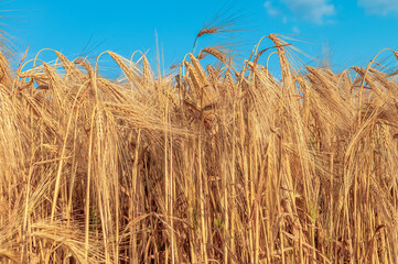 Canvas Print - A field of golden color with ripe wheat and blue sky with clouds over it. Field of Southern Ukraine with a harvest. Ukrainian agriculture landscape.