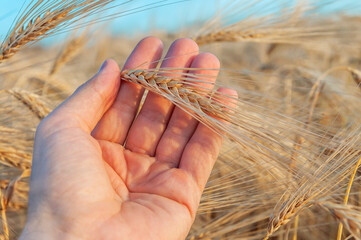 Sticker - Gold harvest in farmers hand. Ukrainian agriculture landscape.