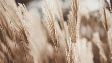 Macro View Of Panning Through Tall Wheat Grass In The Fall