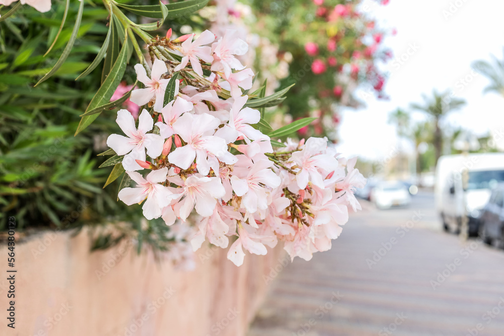 Beautiful pink flowers on street, closeup