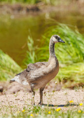 Poster - baby Canadian goose gosling on grass