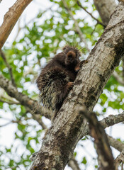 Sticker - Porcupine in tree top branches 