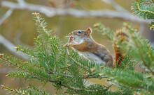 Red Fox Squirrel Eating Berries In Tree