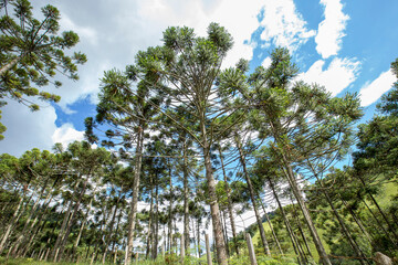 Brazilian pine forest seen from bottom up in Gonçalves, city in the interior of Minas Gerais, Brazil