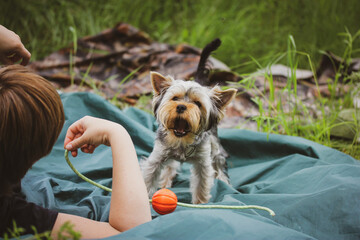 Wall Mural - Pet owner playing with small brown thoroughbred Yorkshire Terrier dog in nature. Picnic, relaxation in a wild environment on a lawn in a woods, nature reserve in the summer. Play with puppy pup canine