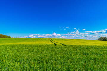 Wall Mural - a beautiful wheat field with cloudy blue sky in summer
