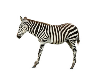 Poster - Beautiful striped African zebra on white background. Wild animal