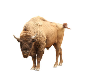 Poster - American bison on white background. Wild animal