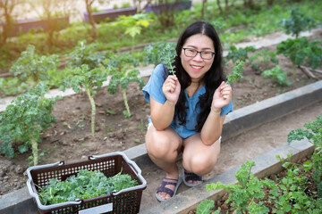 Wall Mural - Asian happiness Young farmer woman using scissors cut green fresh kale in basket in a vegetable organic garden on the farm at home, useful for health and High in antioxidants.