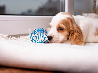 Wall Mural - The dog of the cocker spaniel breed is white.The little puppy is one month old. The dog is lies on the windowsill, against the background of a blurred window and wall hangings. The photo is blurred