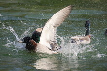 Wild Ducks In A Battle On The Water