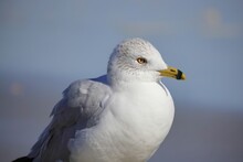 Gull (sea Gull) Close-up, Head Shot, Against Blue Sky At Coast Beach. 