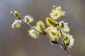 Wall Mural - Salix caprea, Goat willow, Pussy willow or Great Sallow