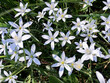Bärlauch mit weißen, sternförmigen Blüten im Wald