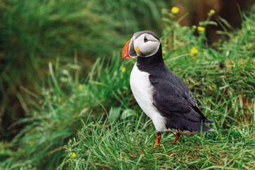 Wall Mural - Cute Atlantic puffin standing on the grass..Latrabjarg. Iceland