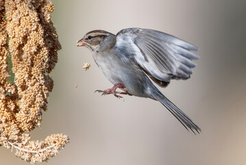 Chipping Sparrow Hovering in Mid Air Near Millet Spray