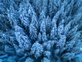 Wall Mural - aerial view of beautiful pine trees in snow in beautiful winter in blue hour. top view from drone of