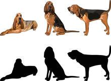 Bloodhound Silhouettes. Laying, Sitting, Standing Dog. Cute Dog Characters In Various Poses, Design For Print, Cute Cartoon Vector Set, In Different Poses. One Color Design, Dog Silhouette.