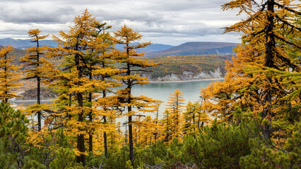 Wall Mural - Beautiful autumn landscape. View of larch trees and dwarf pines. Coniferous forest in the mountains. In the distance is a sea bay and hills. Northern nature. Magadan region, Siberia, Russian Far East.