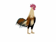Rooster Isolated On White Background