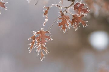 Arboreal Skeleton. Iced, chilled, and covered. Hoarfrost coats remaining leaves of autumn. Dried, orange leaves in frost of winter. White crystals, blurred background.  Landscape, horizontal. Northern