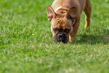 Funny French Bulldog Dog Eating And Sniffing Fresh Green Grass At Summer Nature