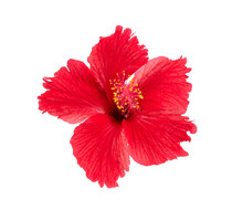 Red Hibiscus Isolated On Transparent Png