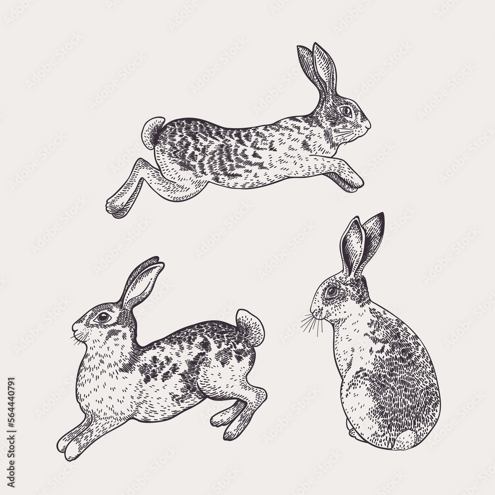 Set with three rabbits. Vector drawing. Stock Vector | Adobe Stock