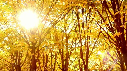 Wall Mural - Panning shot from bottom to top, the sun shining on the trees of yellow leaves, beautiful autumn scenery