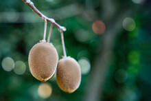 Two Ripe Kiwi Fruits Hanging On Tree Blurred Abstract Shimmering Background. Harvesting New Fruits In Orchard On A Plantation Fruits Tropical Rich In Vitamin C Immunity Natural Vegetarianism Actinidia
