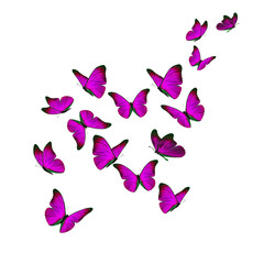 Wall Mural - Beautiful pink butterfly