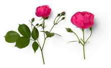 Two Beautiful Pink Rose Flowers In Full Bloom And Buds Isolated Over A Transparent Background, Design Element For Valentine's Day Or Fragrance / Cosmetics / Essential Oil Themed Layouts