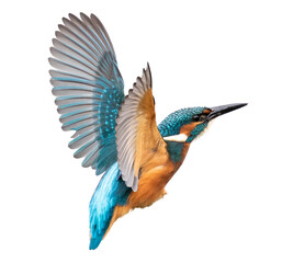 common flying kingfisher isolated on white background. with clipping path, focus stacking