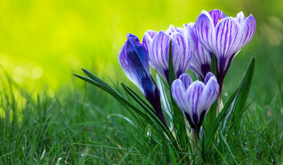 Wall Mural - Crocuses on green grass. Selective focus, close-up.