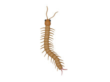 Centipede, Cartoon, Worm