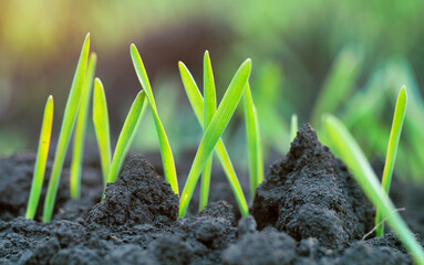 Wall Mural - Young shoots of wheat in the field.