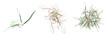 wild field grass, top view, isolated on white background, 3D illustration, cg render