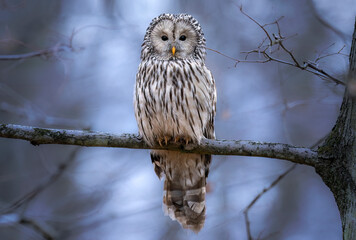 Poster - Ural owl ( Strix uralensis ) close up