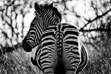 Fototapeta Konie - Zebra 