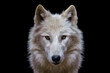 © Lubos Chlubny - Portrait of arctic wolf isolated on black background. Polar wolf.