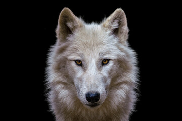 portrait of arctic wolf isolated on black background. polar wolf.