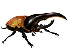 Illustration Of Hercules Beetle In Traditional Style