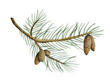 Hand Drawn Realistic Pine Cones On Coniferous Branch Watercolor Illustration Isolated On White Background