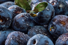 Delicious Ripe Plums, Background Of Fresh Organic Fruits In Water Drops, Close-up. Selective Focus, Shallow Depth Of Field.Beautiful Ripe Prunes, Fruit Harvesting In Autumn, Eco-products From The Farm