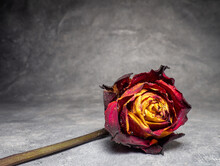 Dried Orange Rose On A Black Background. One Flower Is On The Table.