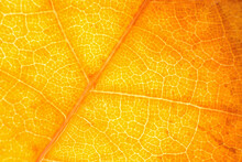 Macro Photo Of Microscopic Organic Autumn Foliage. Yellow Leaf Texture Background.